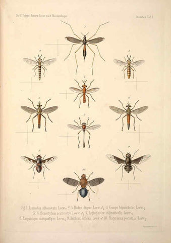 Reproducción/Reproduction 6260272127: Naturwissenschaftliche reise nach Mossambique Berlin,G. Reimer,1852- 