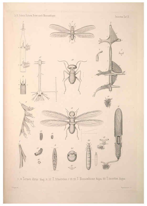 Reproducción/Reproduction 6260272919: Naturwissenschaftliche reise nach Mossambique Berlin,G. Reimer,1852- 