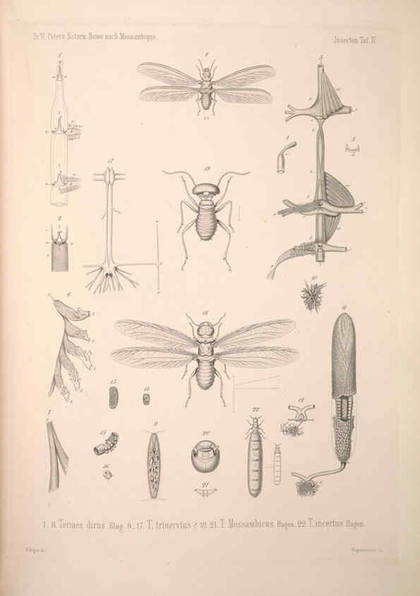 Reproducción/Reproduction 6260272919: Naturwissenschaftliche reise nach Mossambique Berlin,G. Reimer,1852- 