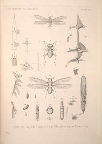 Reproducción/Reproduction 6260272919: Naturwissenschaftliche reise nach Mossambique Berlin,G. Reimer,1852- 