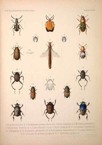 Reproducción/Reproduction 6260275353: Naturwissenschaftliche reise nach Mossambique Berlin,G. Reimer,1852- 