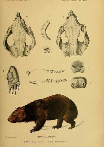 Reproducción/Reproduction 6260713790: Genera mammalium Madrid,1919