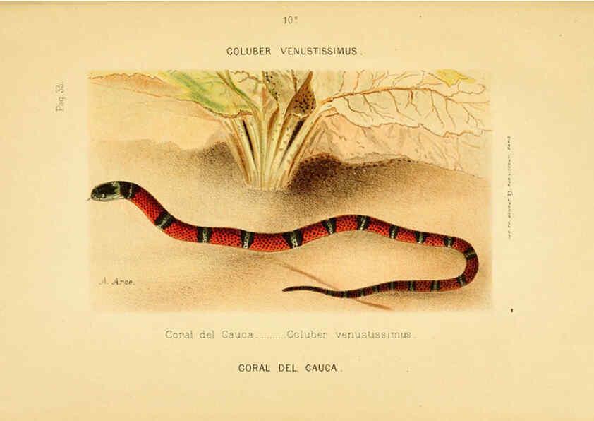 Reproducción/Reproduction 6260217111: Los ofidios venenosos del Cauca Cali :[s.n.]1896