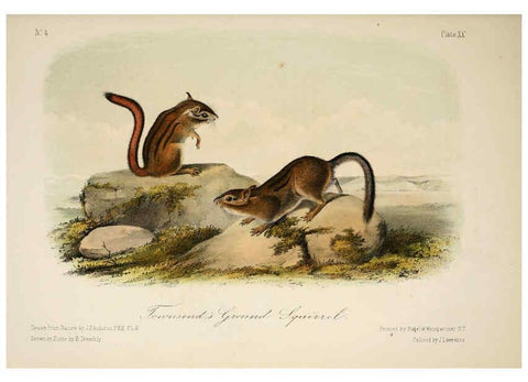 Reproducción/Reproduction 6260421289: The quadrupeds of North America. v.1. New York,V.G. Audubon,1851-54