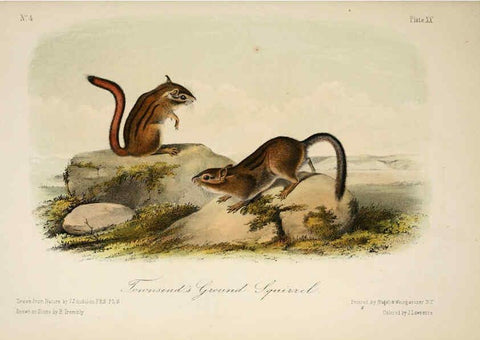 Reproducción/Reproduction 6260421289: The quadrupeds of North America. v.1. New York,V.G. Audubon,1851-54