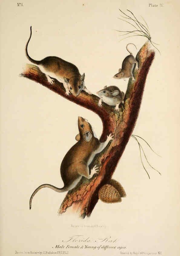 Reproducción/Reproduction 6260943026: The quadrupeds of North America. v.1. New York,V.G. Audubon,1851-54