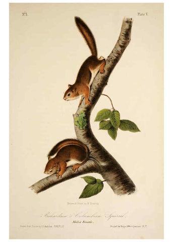 Reproducción/Reproduction 6260416869: The quadrupeds of North America. v.1. New York,V.G. Audubon,1851-54