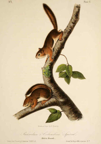 Reproducción/Reproduction 6260416869: The quadrupeds of North America. v.1. New York,V.G. Audubon,1851-54