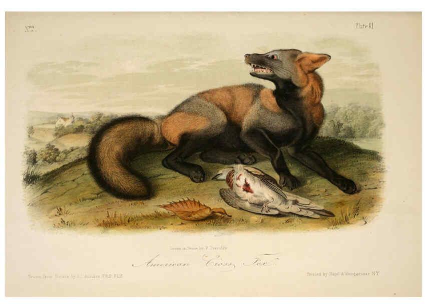 Reproducción/Reproduction 6260943596: The quadrupeds of North America. v.1. New York,V.G. Audubon,1851-54