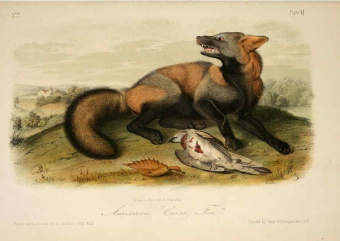 Reproducción/Reproduction 6260943596: The quadrupeds of North America. v.1. New York,V.G. Audubon,1851-54