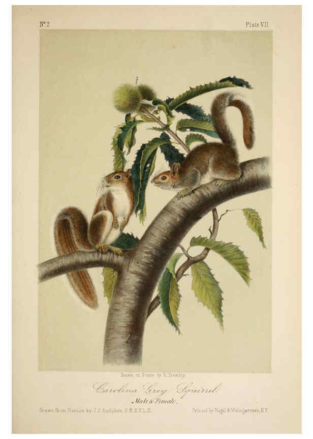 Reproducción/Reproduction 6260943932: The quadrupeds of North America. v.1. New York,V.G. Audubon,1851-54