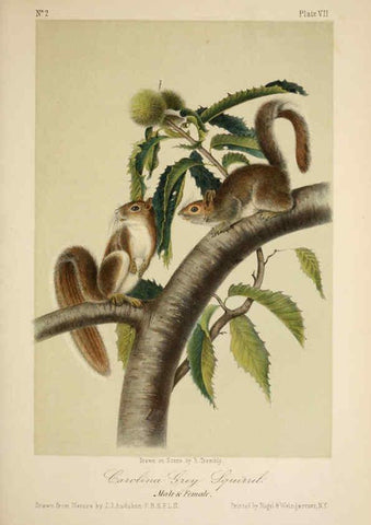 Reproducción/Reproduction 6260943932: The quadrupeds of North America. v.1. New York,V.G. Audubon,1851-54