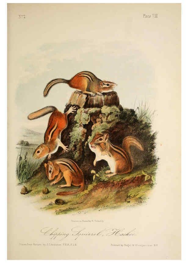 Reproducción/Reproduction 6260417777: The quadrupeds of North America. v.1. New York,V.G. Audubon,1851-54