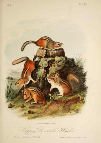 Reproducción/Reproduction 6260417777: The quadrupeds of North America. v.1. New York,V.G. Audubon,1851-54