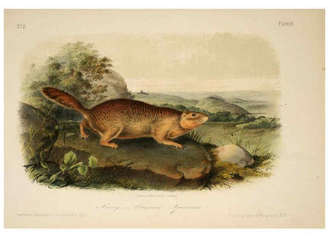 Reproducción/Reproduction 6260418075: The quadrupeds of North America. v.1. New York,V.G. Audubon,1851-54