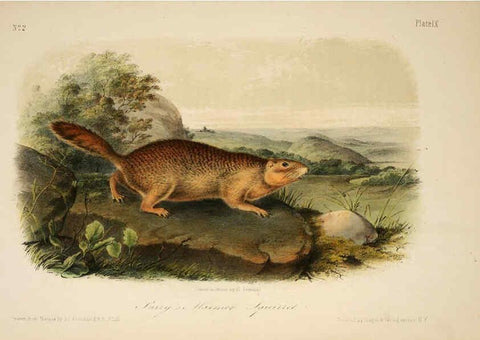 Reproducción/Reproduction 6260418075: The quadrupeds of North America. v.1. New York,V.G. Audubon,1851-54