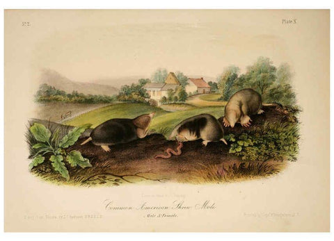 Reproducción/Reproduction 6260418345: The quadrupeds of North America. v.1. New York,V.G. Audubon,1851-54