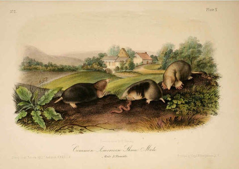 Reproducción/Reproduction 6260418345: The quadrupeds of North America. v.1. New York,V.G. Audubon,1851-54