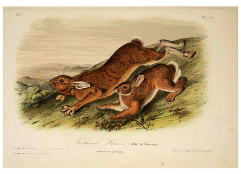 Reproducción/Reproduction 6260418581: The quadrupeds of North America. v.1. New York,V.G. Audubon,1851-54