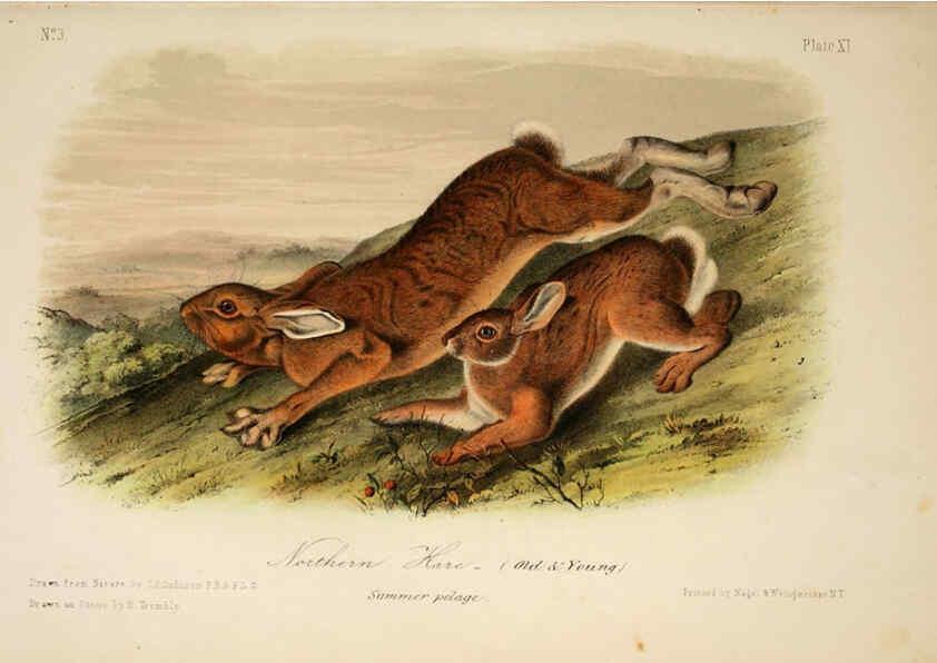 Reproducción/Reproduction 6260418581: The quadrupeds of North America. v.1. New York,V.G. Audubon,1851-54