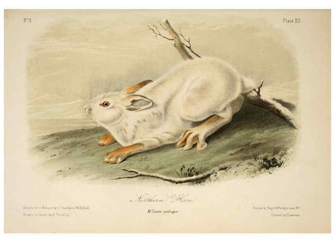 Reproducción/Reproduction 6260945414: The quadrupeds of North America. v.1. New York,V.G. Audubon,1851-54