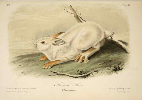 Reproducción/Reproduction 6260945414: The quadrupeds of North America. v.1. New York,V.G. Audubon,1851-54