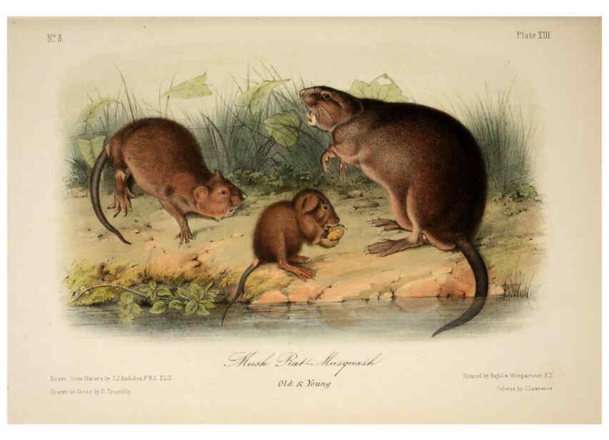 Reproducción/Reproduction 6260419207: The quadrupeds of North America. v.1. New York,V.G. Audubon,1851-54