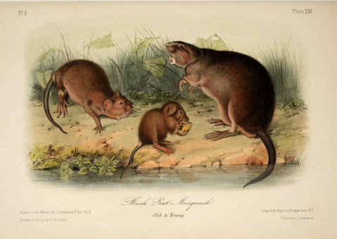 Reproducción/Reproduction 6260419207: The quadrupeds of North America. v.1. New York,V.G. Audubon,1851-54