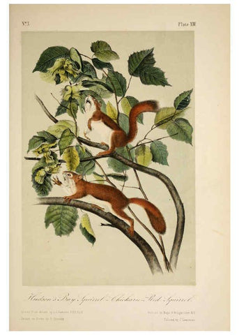 Reproducción/Reproduction 6260419541: The quadrupeds of North America. v.1. New York,V.G. Audubon,1851-54