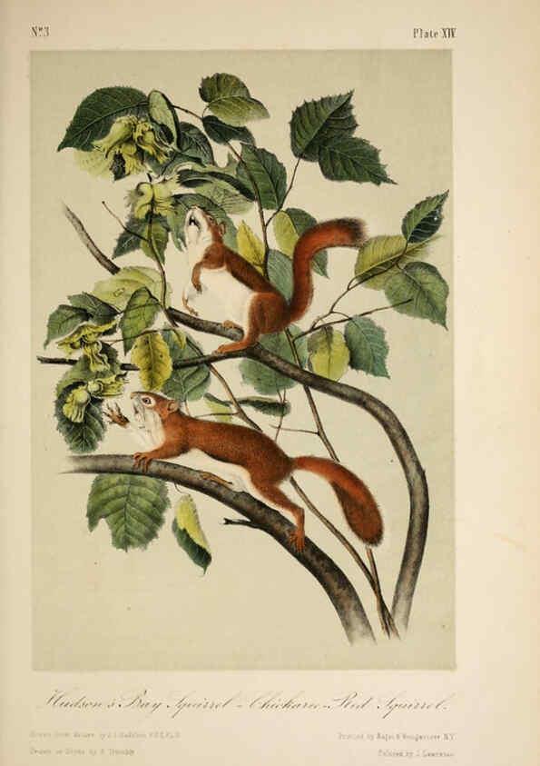 Reproducción/Reproduction 6260419541: The quadrupeds of North America. v.1. New York,V.G. Audubon,1851-54