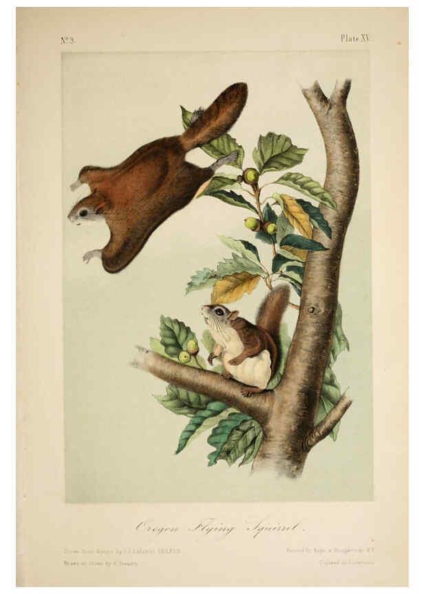 Reproducción/Reproduction 6260419863: The quadrupeds of North America. v.1. New York,V.G. Audubon,1851-54