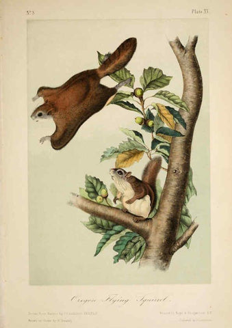 Reproducción/Reproduction 6260419863: The quadrupeds of North America. v.1. New York,V.G. Audubon,1851-54