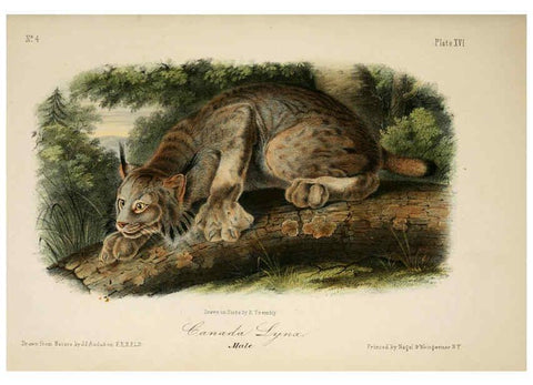 Reproducción/Reproduction 6260420175: The quadrupeds of North America. v.1. New York,V.G. Audubon,1851-54