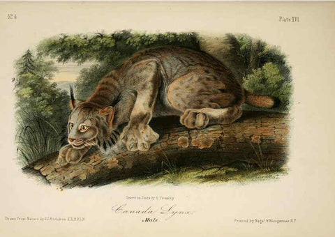 Reproducción/Reproduction 6260420175: The quadrupeds of North America. v.1. New York,V.G. Audubon,1851-54