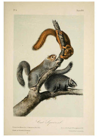 Reproducción/Reproduction 6260420503: The quadrupeds of North America. v.1. New York,V.G. Audubon,1851-54