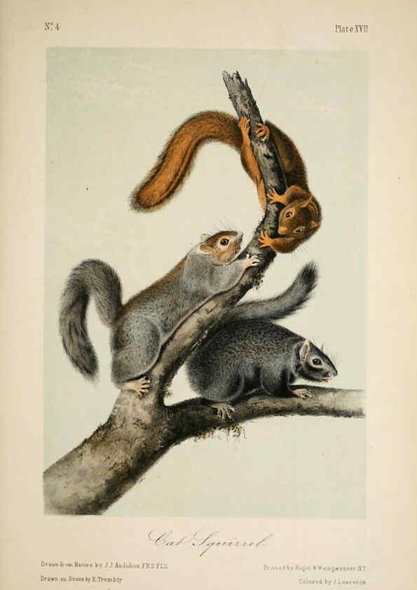 Reproducción/Reproduction 6260420503: The quadrupeds of North America. v.1. New York,V.G. Audubon,1851-54