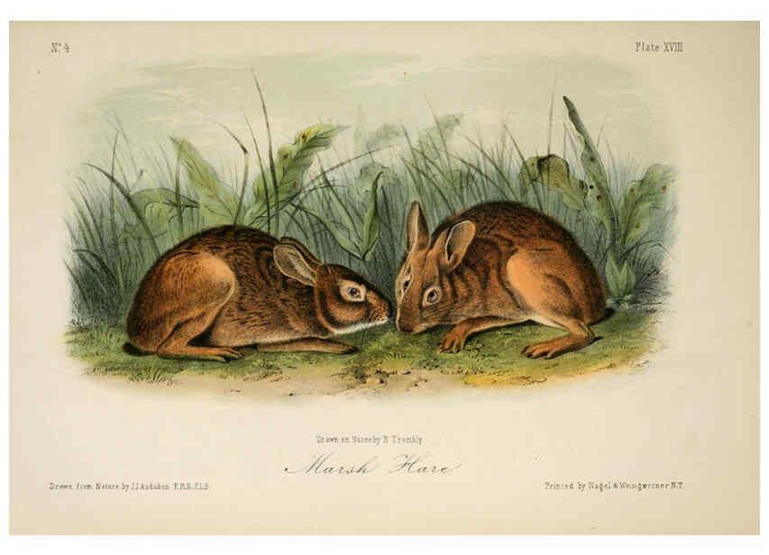 Reproducción/Reproduction 6260420729: The quadrupeds of North America. v.1. New York,V.G. Audubon,1851-54