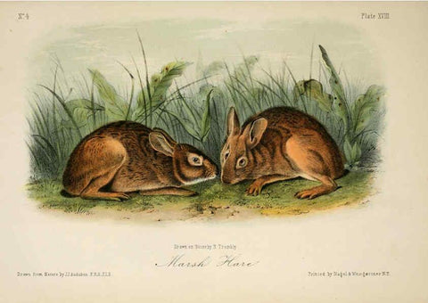 Reproducción/Reproduction 6260420729: The quadrupeds of North America. v.1. New York,V.G. Audubon,1851-54