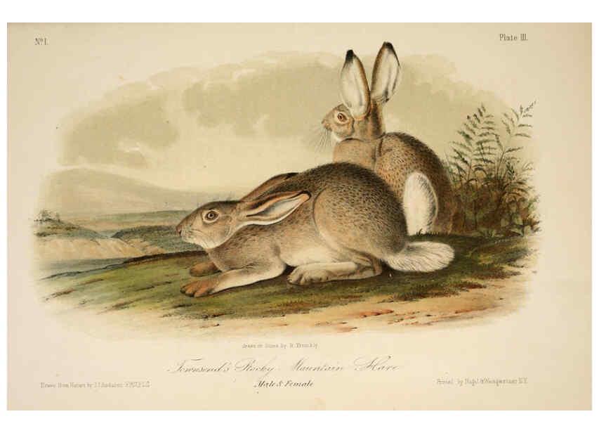 Reproducción/Reproduction 6260942614: The quadrupeds of North America. v.1. New York,V.G. Audubon,1851-54