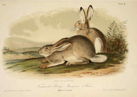 Reproducción/Reproduction 6260942614: The quadrupeds of North America. v.1. New York,V.G. Audubon,1851-54