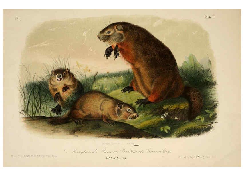 Reproducción/Reproduction 6260942220: The quadrupeds of North America. v.1. New York,V.G. Audubon,1851-54