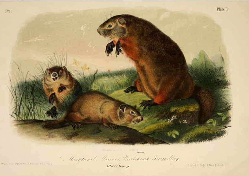 Reproducción/Reproduction 6260942220: The quadrupeds of North America. v.1. New York,V.G. Audubon,1851-54