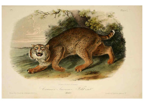 Reproducción/Reproduction 6260941848: The quadrupeds of North America. v.1. New York,V.G. Audubon,1851-54