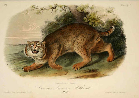 Reproducción/Reproduction 6260941848: The quadrupeds of North America. v.1. New York,V.G. Audubon,1851-54