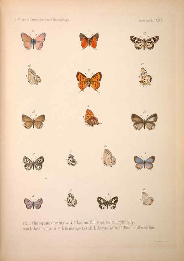 Reproducción/Reproduction 6260279043: Naturwissenschaftliche reise nach Mossambique Berlin,G. Reimer,1852- 