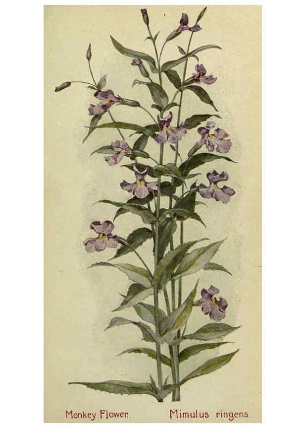 Reproducción/Reproduction 6263612462: Field book of American wild flowers New York,Putnam,[1912] 