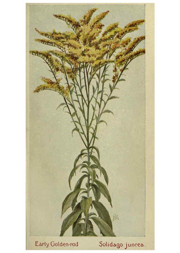 Reproducción/Reproduction 6263087993: Field book of American wild flowers New York,Putnam,[1912] 