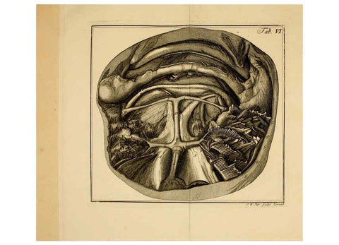 Reproducción/Reproduction 6263774392: Iacobi Theodori Klein Historiæ piscium naturalis Gedani [i.e. Gdansk] :Litteris Schreiberianis,1740-49