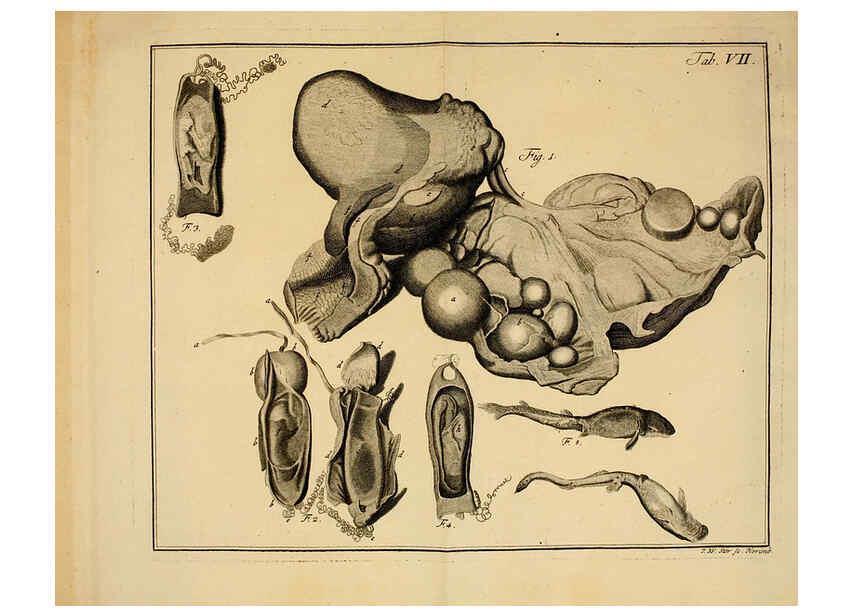 Reproducción/Reproduction 6263774522: Iacobi Theodori Klein Historiæ piscium naturalis Gedani [i.e. Gdansk] :Litteris Schreiberianis,1740-49