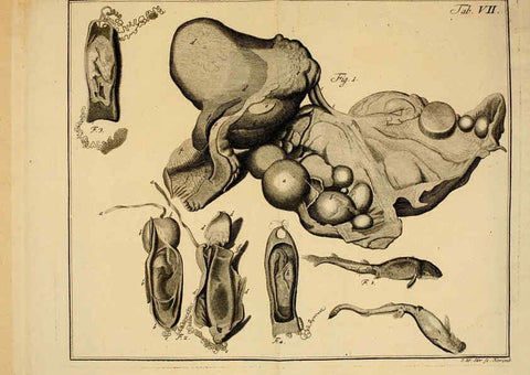 Reproducción/Reproduction 6263774522: Iacobi Theodori Klein Historiæ piscium naturalis Gedani [i.e. Gdansk] :Litteris Schreiberianis,1740-49